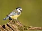 Blaumeise-30_09_2015.jpg