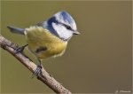Blaumeise-Cyanistes_caeruleus-2010.jpg