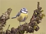 Blaumeise-Maerz_2016.jpg