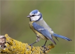 Blaumeise-Mai_2015.jpg