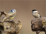 Blaumeise-Sumpfmeise-Auge_in_Auge.jpg