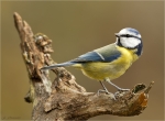 Blaumeise-bluetit-07_11_2016.jpg