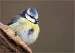 Blaumeise-bluetit-27_03_2016.jpg