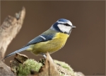 Blaumeise-bluetit-mit_Ring-Dez__2016.jpg