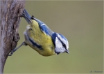 Blaumeise_in_Schraeglage.jpg