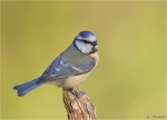 Blaumeise_in_der_Abendsonne.jpg