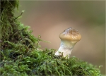 Blaustiel-Schleimfuss.jpg