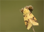 Bleich-Gelbeule-Xanthia_icteritia.jpg