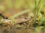 Blindschleiche-Anguis_fragilis-11_05_2017.jpg