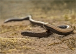 Blindschleiche-Anguis_fragilis-Jungtier.jpg