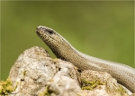 Blindschleiche-Anguis_fragilis-Portrait-06_05_2017.jpg