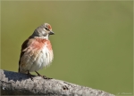 Bluthaenfling-21_04_2017-Carduelis_cannabina-maennlich.jpg