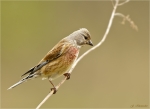 Bluthaenfling-Carduelis_cannabina-maennlich-01_05_2017.jpg