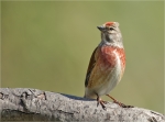 Bluthaenfling-Carduelis_cannabina-maennlich-21_04_2017.jpg