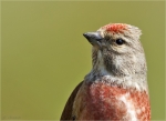 Bluthaenfling-Carduelis_cannabina-maennlich-Portrait.jpg