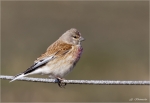 Bluthaenfling-Carduelis_cannabina.jpg