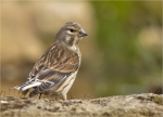 Bluthaenfling-common_linnet-female-09_04_2018.jpg