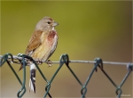 Bluthaenfling-common_linnet-maennlich-26_06_2016.jpg
