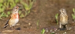Bluthaenflinge-linnet.jpg