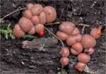 Blutmilchpilz-Lycogala_epidendrum-2014.jpg