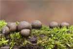 Blutmilchpilz-Lycogala_epidendrum.jpg