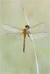 Blutrote_Heidelibelle-Sympetrum_sanguineum-15_06_2014.jpg
