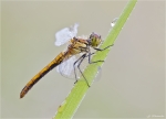Blutrote_Heidelibelle-Sympetrum_sanguineum-2014.jpg
