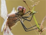 Blutrote_Heidelibelle-Sympetrum_sanguineum-28_07_2017-Portrait.jpg