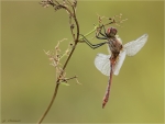 Blutrote_Heidelibelle-Sympetrum_sanguineum-28_07_2017.jpg