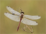 Blutrote_Heidelibelle-Sympetrum_sanguineum-28_juli_2017.jpg