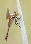 Blutrote_Heidelibelle-Sympetrum_sanguineum.jpg
