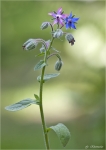 Borretsch-borago_officinalis.jpg