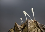 Borstenfuessiges_Fadenkeulchen-Typhula_setipes.jpg