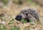 Braunbrustigel-Erinaceus_europaeus-Jungtier-Juni_2014.jpg