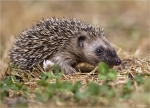 Braunbrustigel-Erinaceus_europaeus-Jungtier.jpg