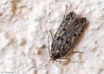 Braune_Hausmotte-Hofmannophila_pseudospretella-Samenmotte.jpg