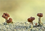 Braune_Koepfchenflechte-baeomyces_rufus-04_03_2017.jpg
