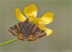Braune_Tageule-Euclidia_glyphica.jpg