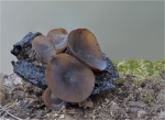 Brauner_Eichelbecherling-Ciboria_batschiana-2014.jpg