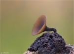 Brauner_Eichelbecherling-Ciboria_batschiana.jpg