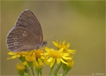 Brauner_Waldvogel-Aphantopus_hyperantus.jpg