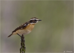 Braunkehlchen-Saxicola_rubetra-Maennchen.jpg
