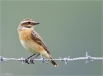 Braunkehlchen-Saxicola_rubetra-Weibchen.jpg