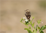 Braunkehlchen-european_whinchat-Weibchen-22_04_2016.jpg