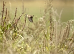 Braunkehlchen-european_whinchat-im_Habitat.jpg