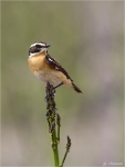 Braunkehlchen-european_whinchat.jpg