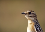 Braunkehlchen-weiblich-Portrait.jpg