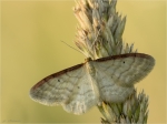 Braunrandiger_Zwergspanner-Idaea_humiliata.jpg