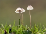 Braunschneidiger_Helmling-Mycena_olivaceomarginata.jpg