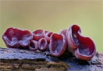Braunvioletter_Becherling-Peziza_Tenacella-26_10_2014.jpg